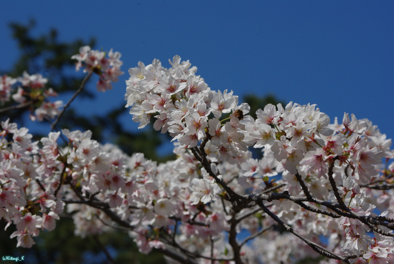 夙川公園の桜の画像の枚目