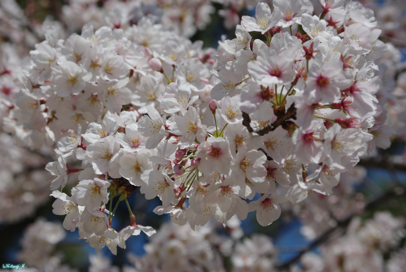 夙川公園の桜の画像の枚目