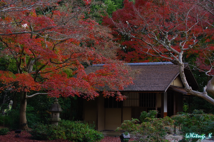 万博記念公園_日本庭園_晩秋の画像の枚目