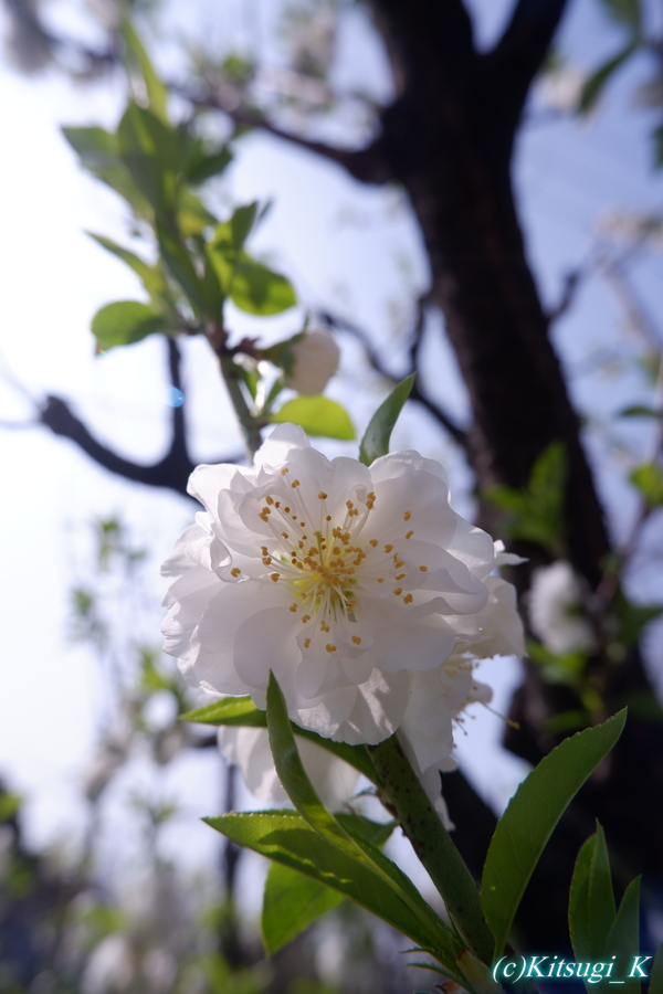 大阪城公園「桃園」の画像の枚目