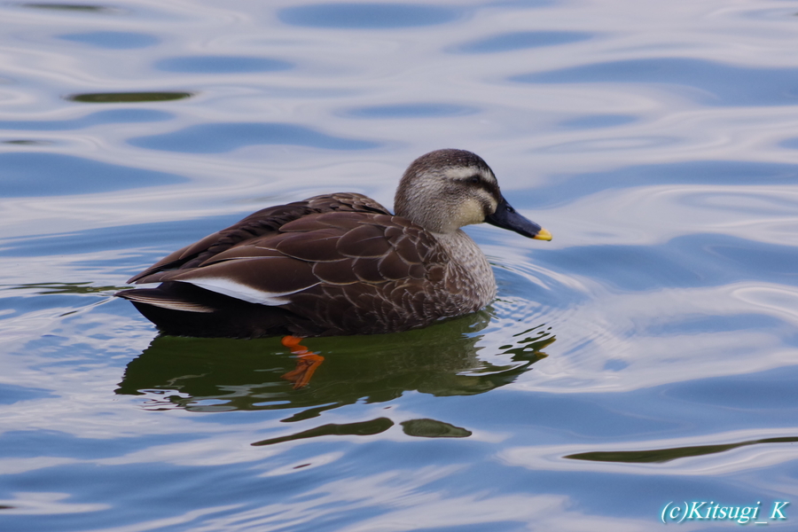 万博記念公園「梅園とカモ」の画像の枚目