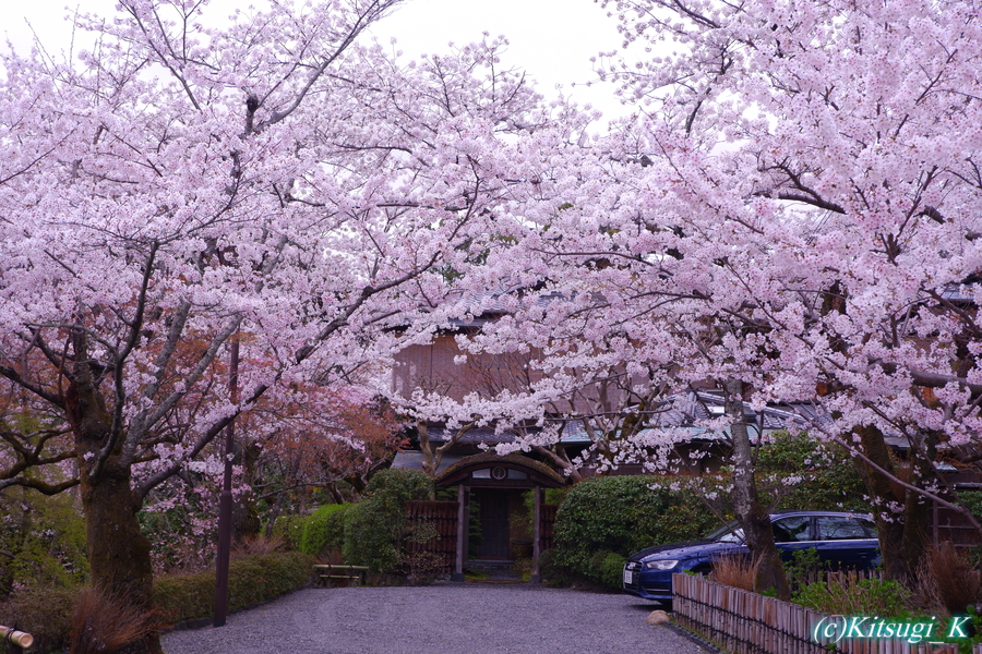 京都河原町円山公園周辺の桜の画像の枚目