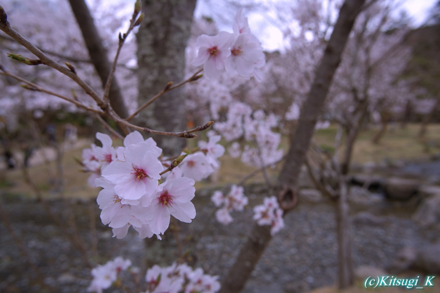 京都河原町円山公園周辺の桜の画像の枚目