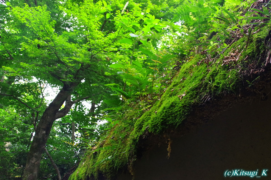 鈴虫寺（華厳寺）庭園の画像の枚目