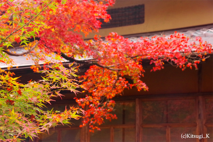 晩秋の『宝厳院』-紅葉見ごろの画像の枚目