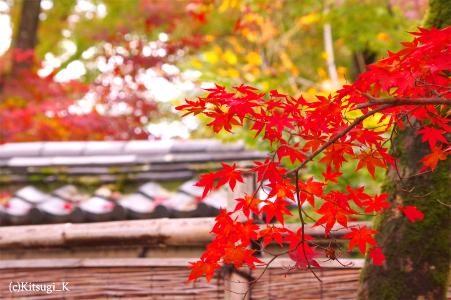 晩秋の『宝厳院』-紅葉見ごろの画像の枚目