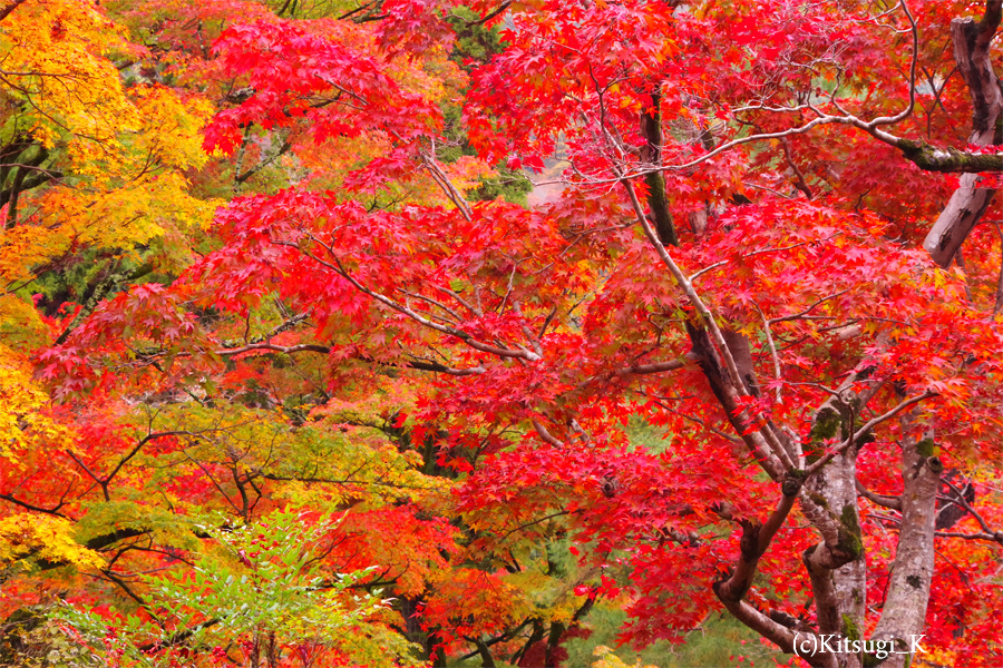 晩秋の『宝厳院』-紅葉見ごろの画像の枚目