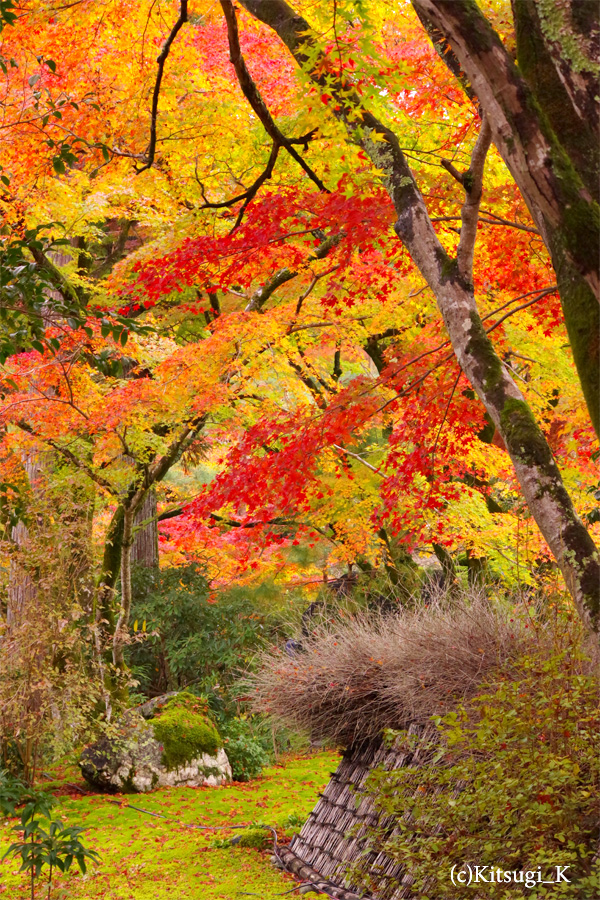 晩秋の『宝厳院』-紅葉見ごろの画像の枚目