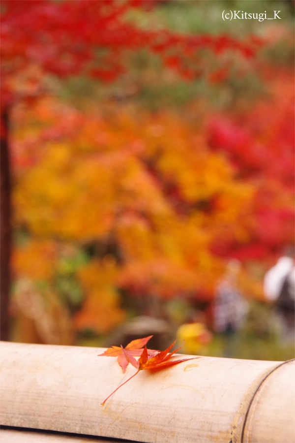 晩秋の『宝厳院』-紅葉見ごろの画像の枚目