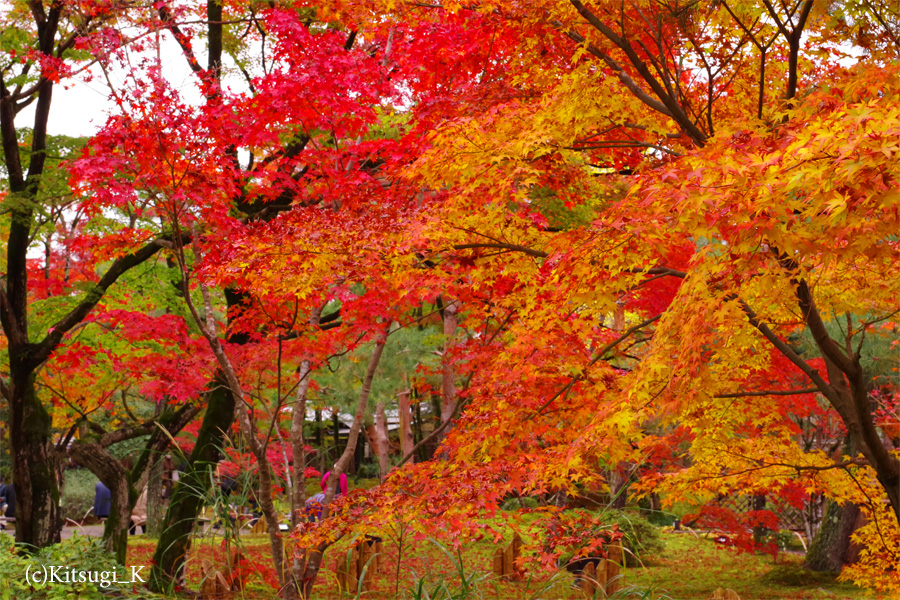 晩秋の『宝厳院』-紅葉見ごろの画像の枚目