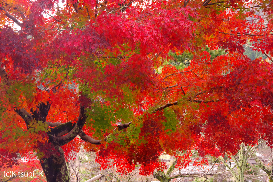 晩秋の『宝厳院』-紅葉見ごろの画像の枚目