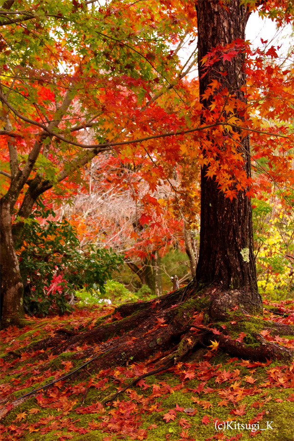 晩秋の『宝厳院』-紅葉見ごろの画像の枚目