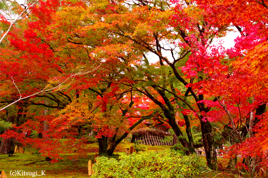 晩秋の『宝厳院』-紅葉見ごろの画像の枚目