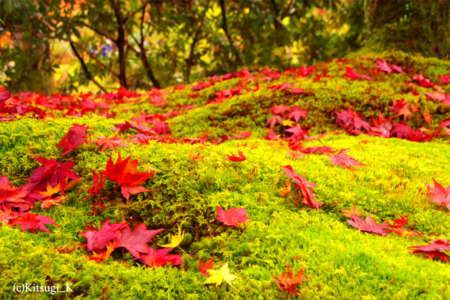 晩秋の『宝厳院』-紅葉見ごろの画像の枚目