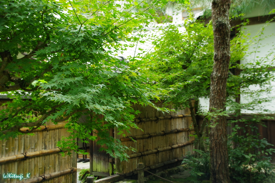 竹の寺・地蔵院の画像の枚目