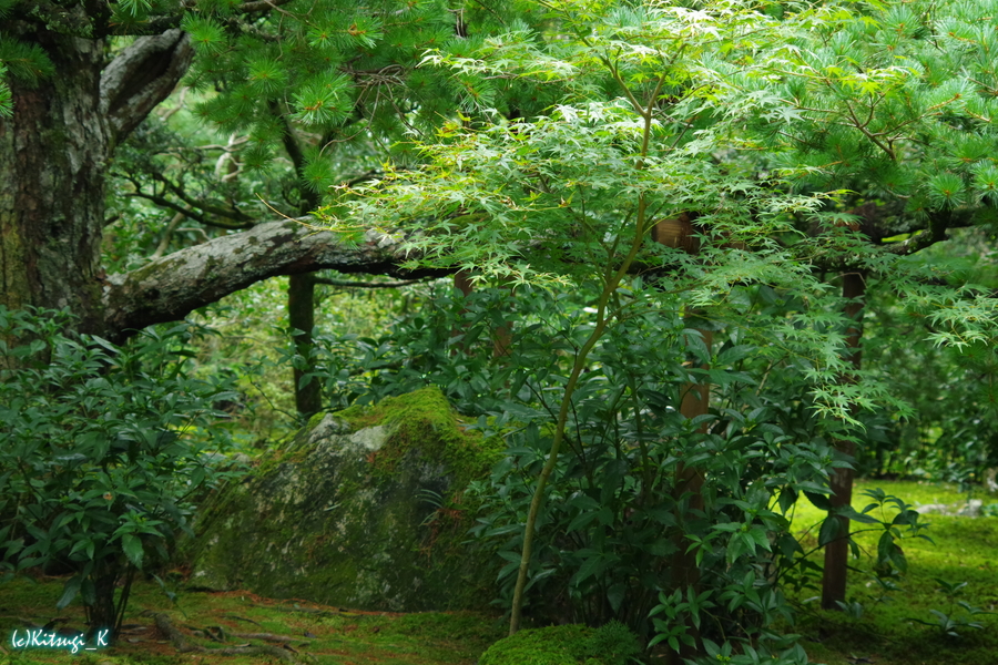 竹の寺・地蔵院の画像の枚目