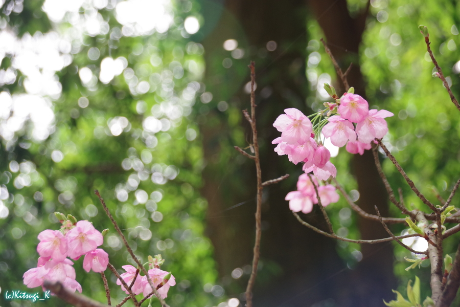 近江神宮周辺と桜の画像の枚目
