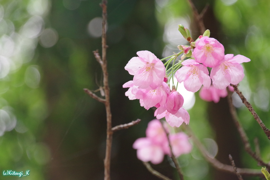 近江神宮周辺と桜の画像の枚目