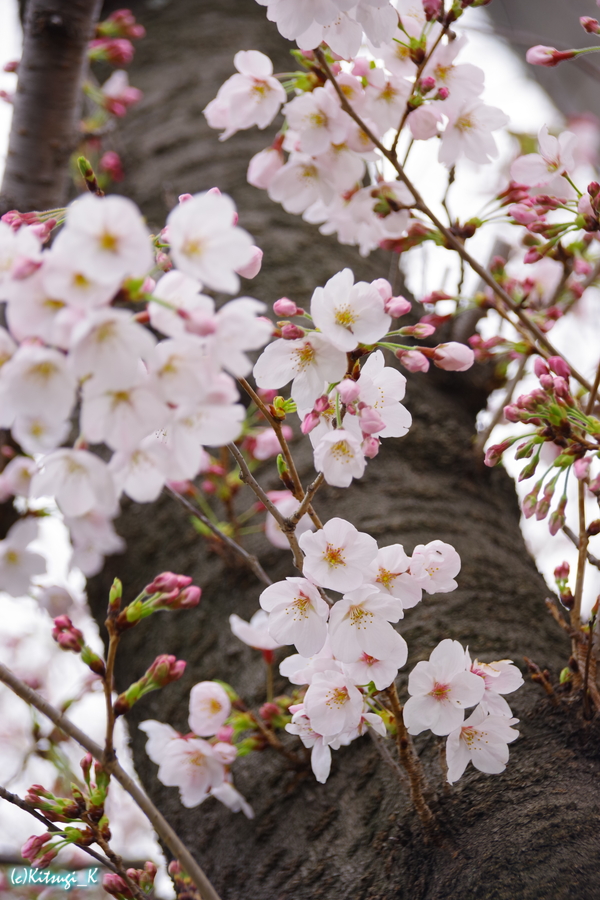 某病院前の桜の画像の枚目