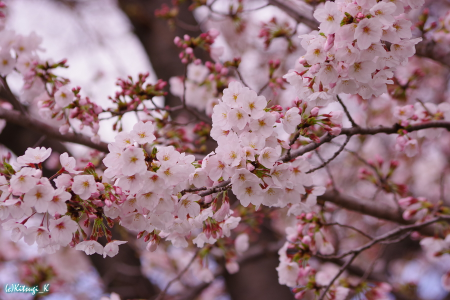 某病院前の桜の画像の枚目