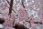 京都河原町円山公園周辺の桜-画像[14]