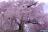 京都河原町円山公園周辺の桜-画像[2]
