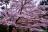 京都河原町円山公園周辺の桜-画像[7]